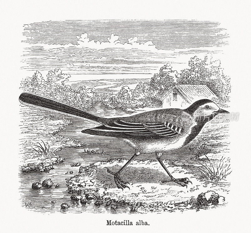 白色wagtail (Motacilla alba)，木版，1893年出版